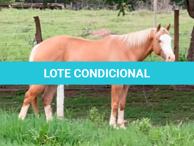 LOTE 002 - LOADED ROOSTERGUN