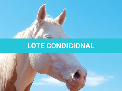 LOTE -100 - CHAMPIONS GUNNIT TPC (Venda de Coberturas)