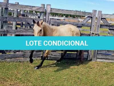 LOTE 009 - CRISTAL SMART CHEX