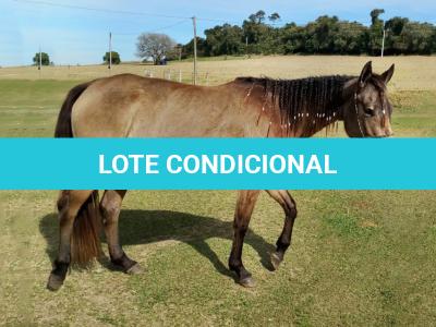 LOTE 010 - SHINER’S CLUB LOA