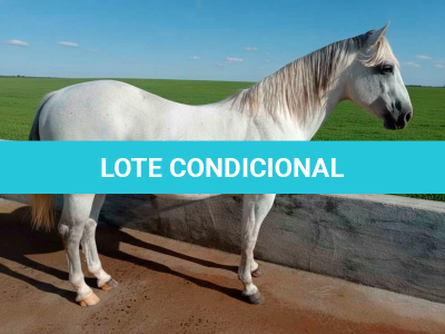 LOTE 006 - PG INDIO BLUE