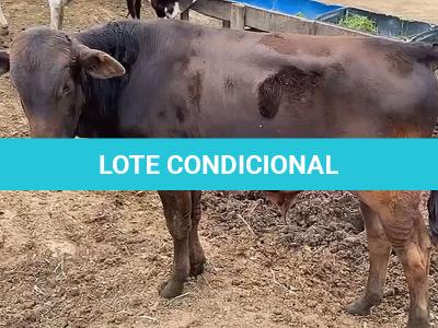 LOTE 003 - 1 MACHO