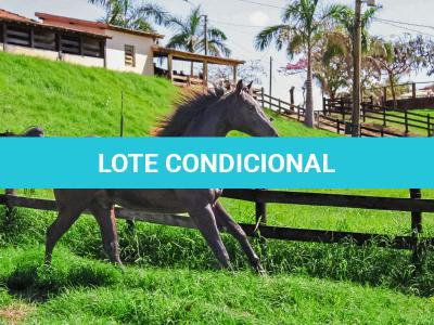 LOTE 003 - DOC S METALIC BAR TZ