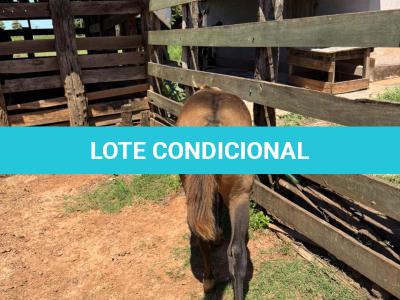 LOTE 013 - STONE SHINERS GUN