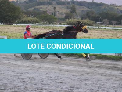 LOTE 006 - HG M BRULÉ (Ventre com Cobertura Exclusiva)