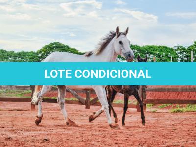 LOTE 010 - PEPITA TROUBLE JAY (3x1)