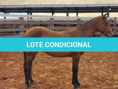 LOTE 001 - LFG MARRETA GUN