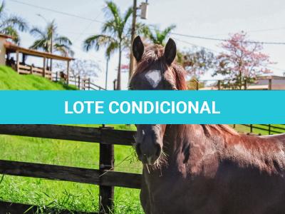 LOTE 003 - DOC S METALIC BAR TZ