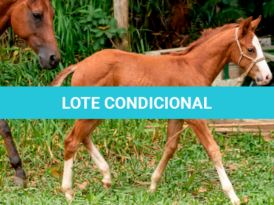 LOTE 016 - NOME A ESCOLHER (MONKEY GOTTA GUN)