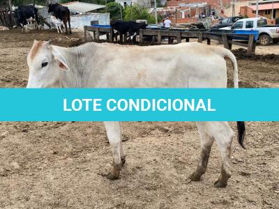 LOTE 007 - 1 FÊMEA