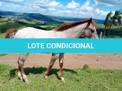 LOTE 017 - NOME A ESCOLHER (LILI A SHINE)