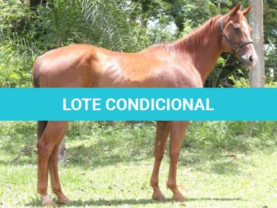 LOTE 005 - EMO DASH TOO