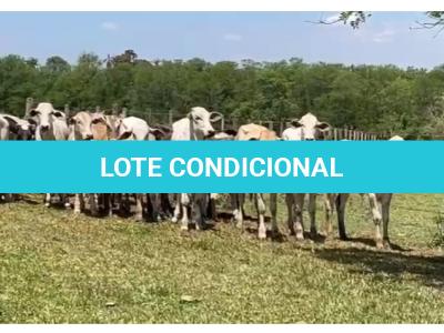 LOTE 001 - 20 NOVILHAS DE ANO