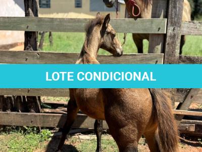 LOTE 013 - STONE SHINERS GUN