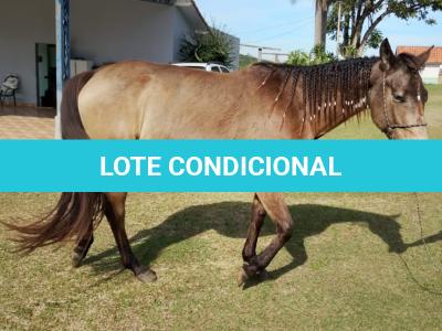 LOTE 010 - SHINER’S CLUB LOA