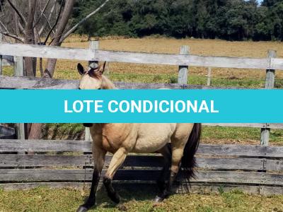 LOTE 009 - CRISTAL SMART CHEX