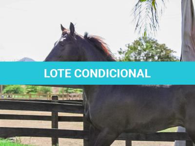 LOTE 003 - DOC S METALIC BAR TZ