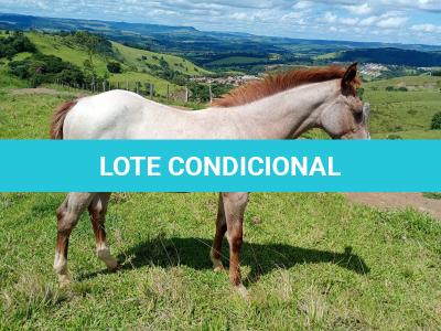 LOTE 017 - NOME A ESCOLHER (LILI A SHINE)