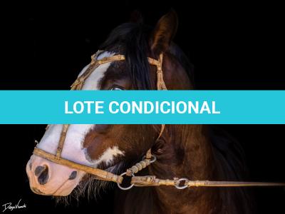 LOTE -100 - JA VINTÉM (Venda de Coberturas)