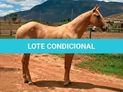 LOTE 009 - SMART TIGER ROXO