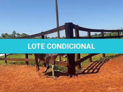 LOTE 011 - 5 MACHOS