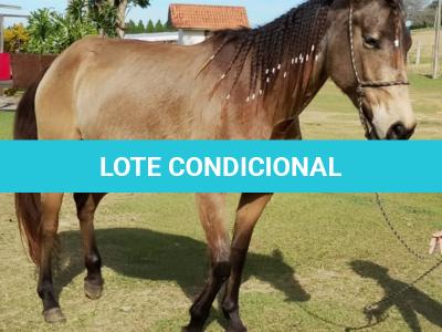 LOTE 010 - SHINER’S CLUB LOA