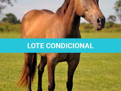 LOTE 010 - SINDY JAC CIELO