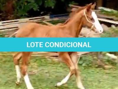 LOTE 016 - NOME A ESCOLHER (MONKEY GOTTA GUN)