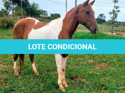 LOTE 007 - MISS ZORRERO ETERNAL