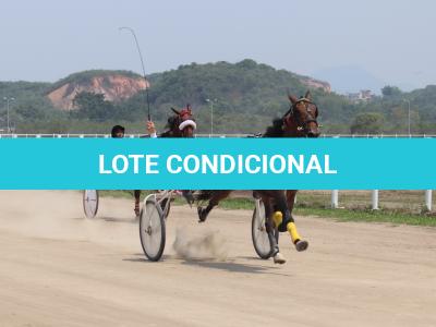 LOTE 006 - HG M BRULÉ (Ventre com Cobertura Exclusiva)