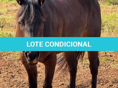 LOTE 007 - MAYA FLING STARLIGHT