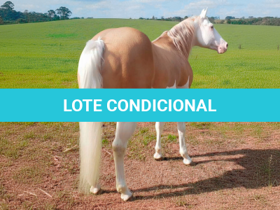 LOTE -100 - CHAMPIONS GUNNIT TPC (Venda de Coberturas)