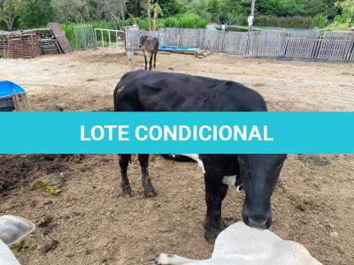 LOTE 005 - 1 MACHO