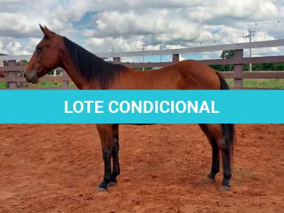 LOTE 001 - LFG MARRETA GUN