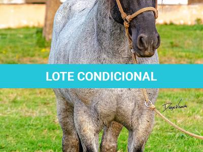 LOTE -200 - ESTUPENDO DA ARKAFLA (Venda de Coberturas)