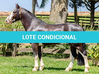 LOTE -100 - JA VINTÉM (Venda de Coberturas)