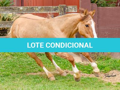 LOTE 001 - MI FLOR DO RIO DAS PEDRAS