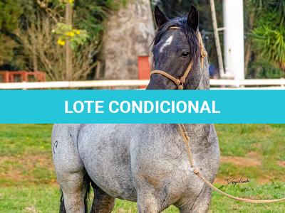 LOTE -200 - ESTUPENDO DA ARKAFLA (Venda de Coberturas)