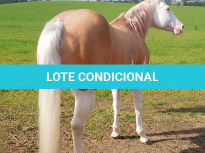 LOTE -100 - CHAMPIONS GUNNIT TPC (Venda de Coberturas)