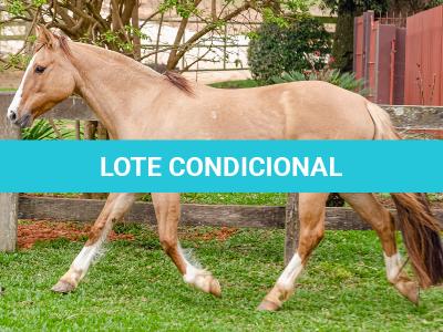 LOTE 001 - MI FLOR DO RIO DAS PEDRAS