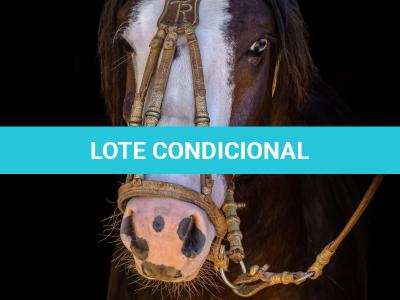 LOTE -100 - JA VINTÉM (Venda de Coberturas)