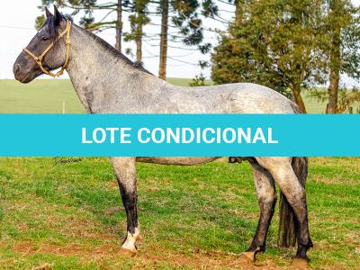 LOTE -200 - ESTUPENDO DA ARKAFLA (Venda de Coberturas)