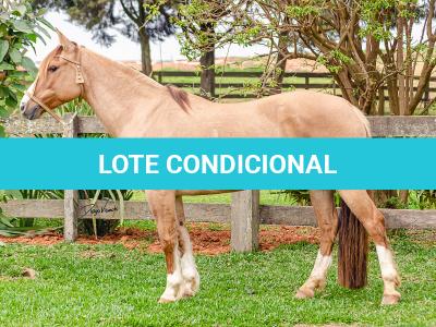 LOTE 001 - MI FLOR DO RIO DAS PEDRAS