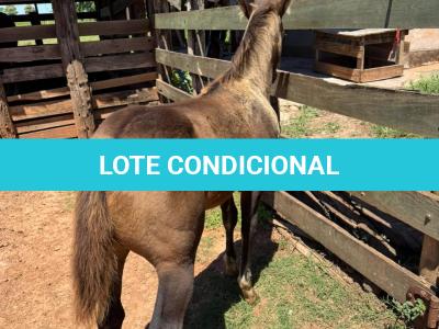 LOTE 013 - STONE SHINERS GUN