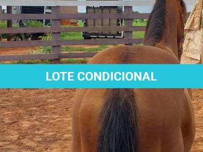 LOTE 001 - LFG MARRETA GUN
