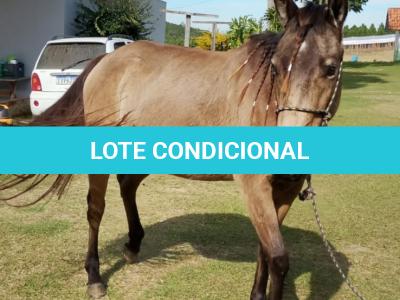 LOTE 010 - SHINER’S CLUB LOA