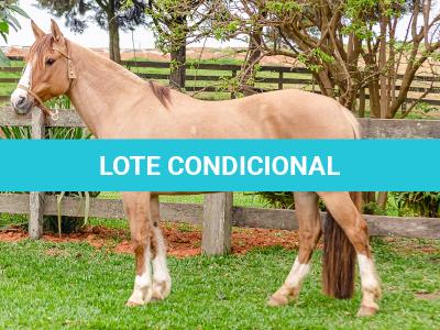 LOTE 001 - MI FLOR DO RIO DAS PEDRAS