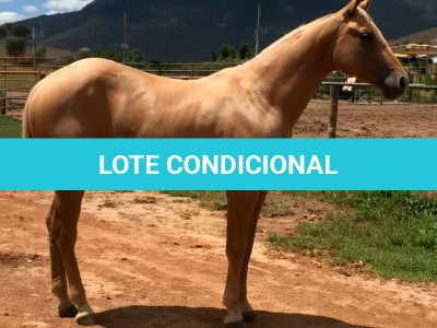 LOTE 009 - SMART TIGER ROXO