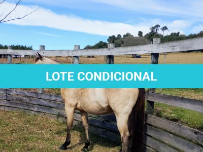 LOTE 009 - CRISTAL SMART CHEX