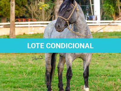 LOTE -200 - ESTUPENDO DA ARKAFLA (Venda de Coberturas)